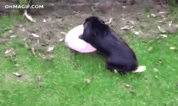 Doggy Style wie ein Hase