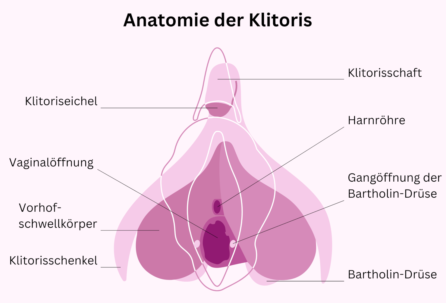 Anatomie-der-Klitoris-mit-Bartholin-Druesen-Oeffnungen Anatomie-der-Klitoris-mit-Bartholin-Druesen-Oeffnungen