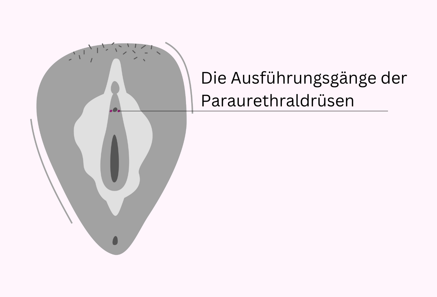 Die-Paraurethraldruesen