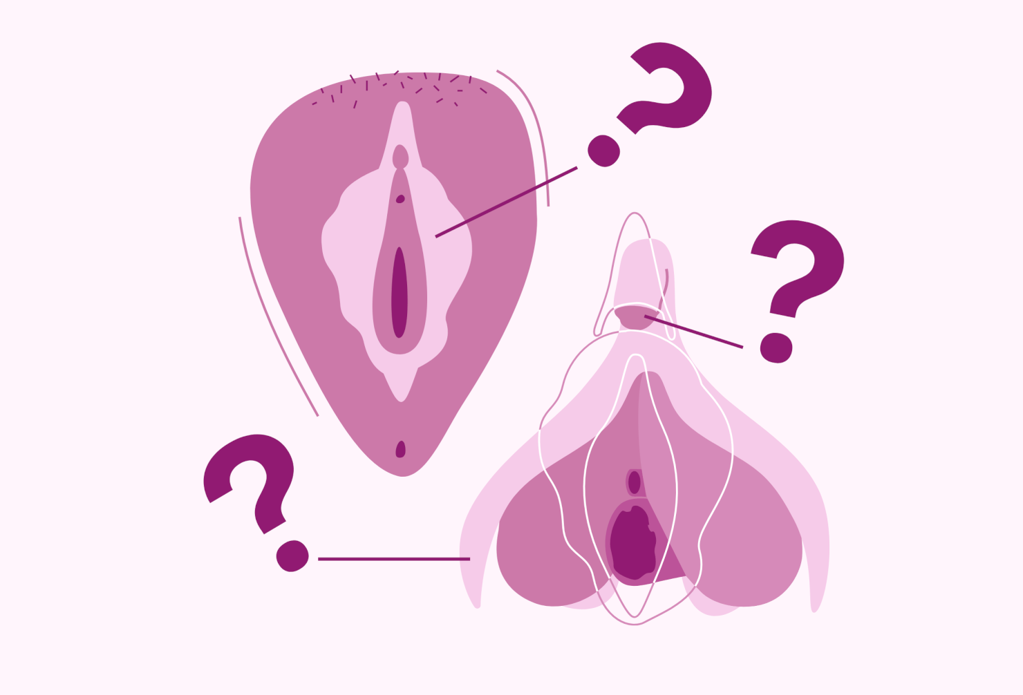 Vagina, Vulva, Venushügel, Vulvalippen, Klitoris Foto