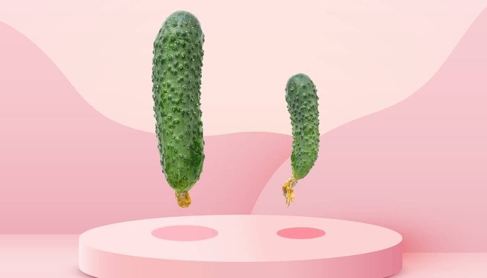 Blutpenis-oder-Fleischpenis