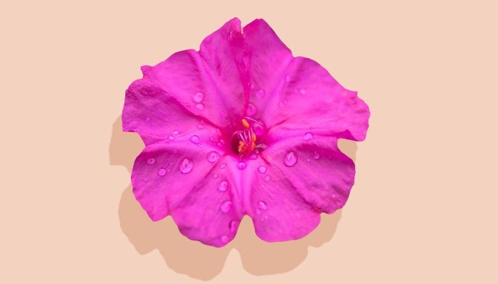 Kann-eine-Vagina-zu-feucht-werden-Titelbild-Fraulila2